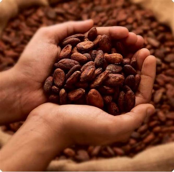 Cocoa Beans